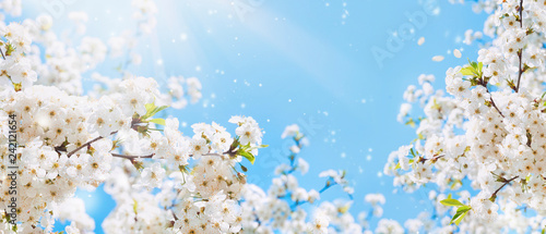 Branches of blossoming cherry macro with soft focus on gentle light blue sky background in sunlight with copy space. Beautiful floral image of spring nature.
