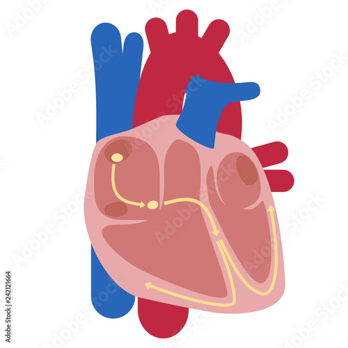 heart, electrical signals