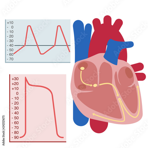 heart, electrical signals