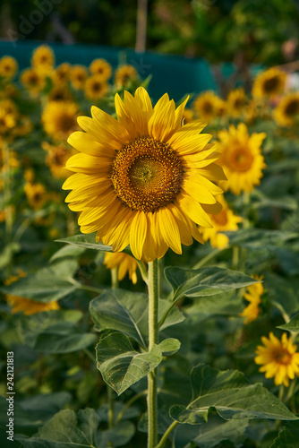 Close Up Of Sun Flower.