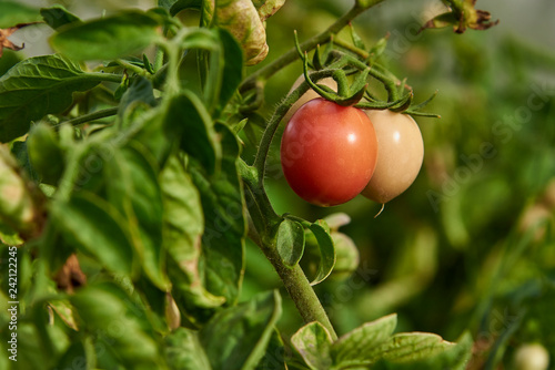 Organic Tomatos