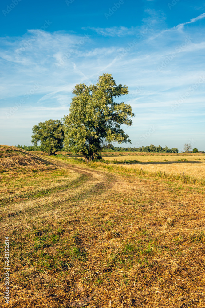 Fototapeta premium Solitary trees in yellowed grass