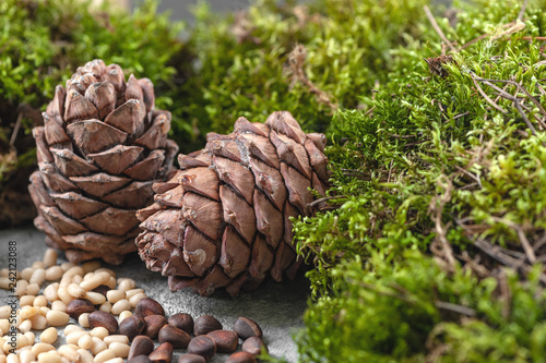 Two pine cones, nuts and natural moss on a gray concrete background. Background image.