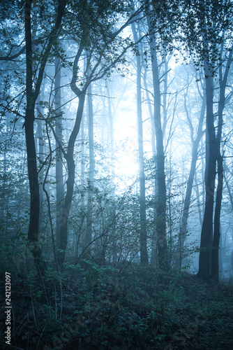 Mystical autumn forest with trail in blue fog. Beautiful landscape with trees  path  fog. Nature background. Foggy forest