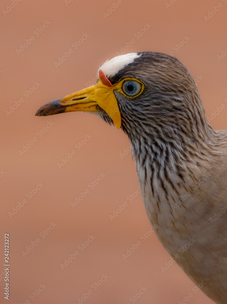 Fototapeta premium Portrait of a Wattled Lapwing on a natural background