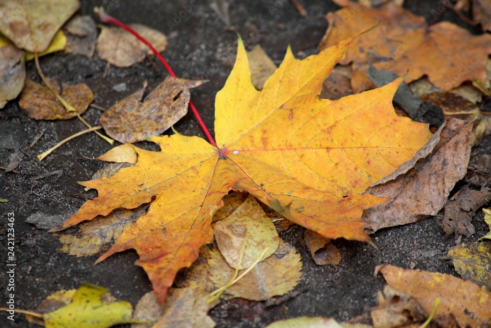 Autumn leaves Autumn leaves