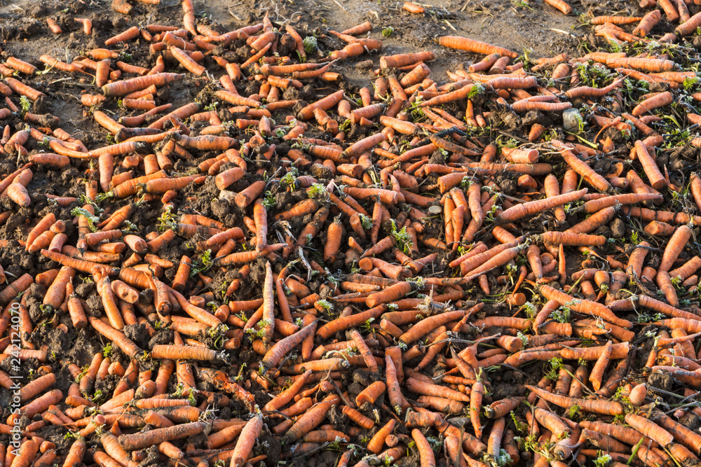Karotten liegen auf einem Acker