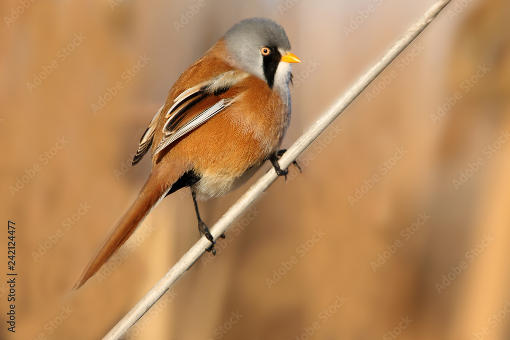 Fototapeta premium Male of Bearded reedling. Panurus biarmicus