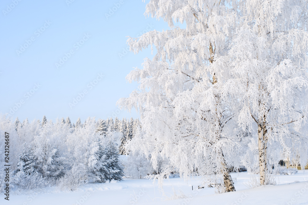 Snow and frost covered birch trees (Betula pendula) in winter landscape. Snow and frost covered birch trees (Betula pendula) in winter landscape.