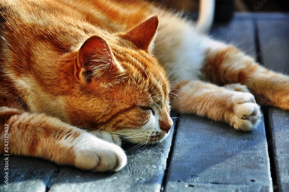 Obraz premium Katze