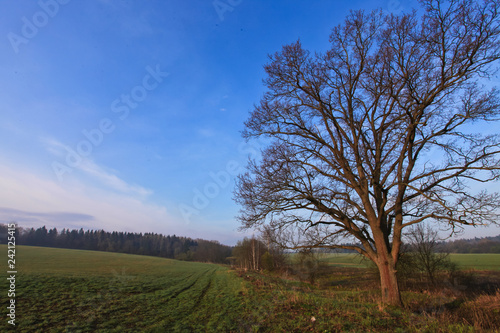 Spring tree without leaves against the background of a green meadow and blue sky