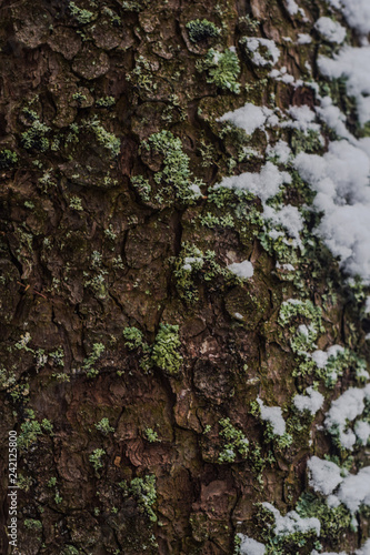 Fototapeta Naklejka Na Ścianę i Meble -  Baum im schnee