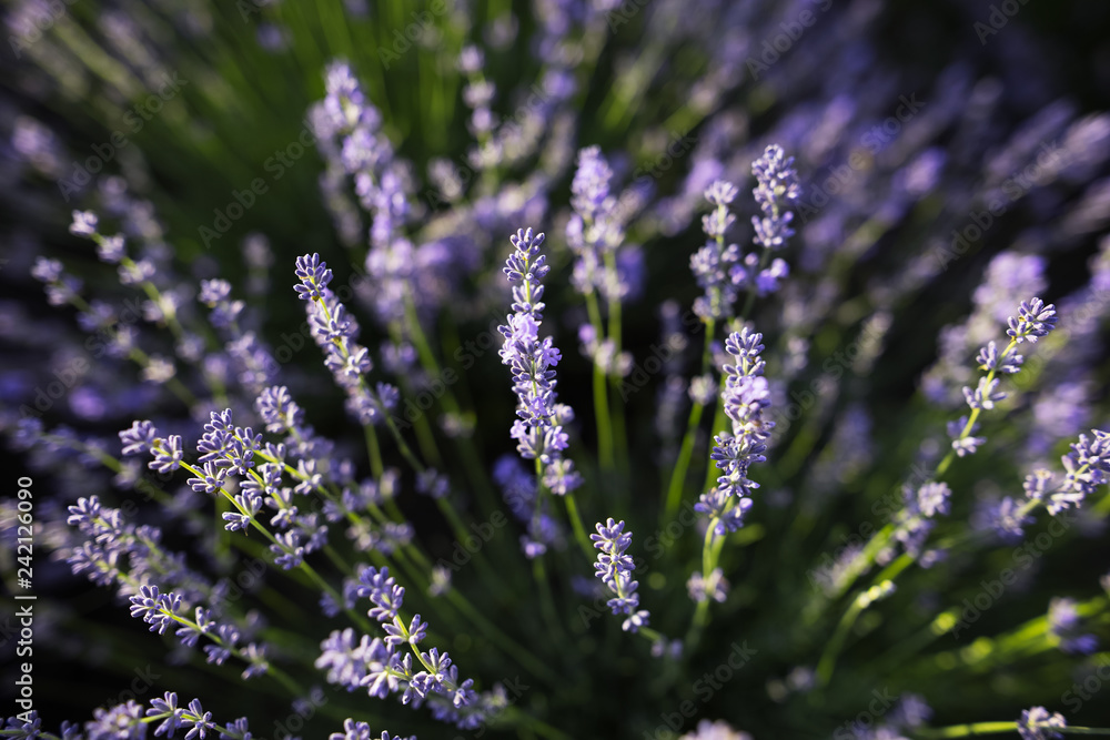 Obraz premium Close-up of lavender flowers field with sunlight.