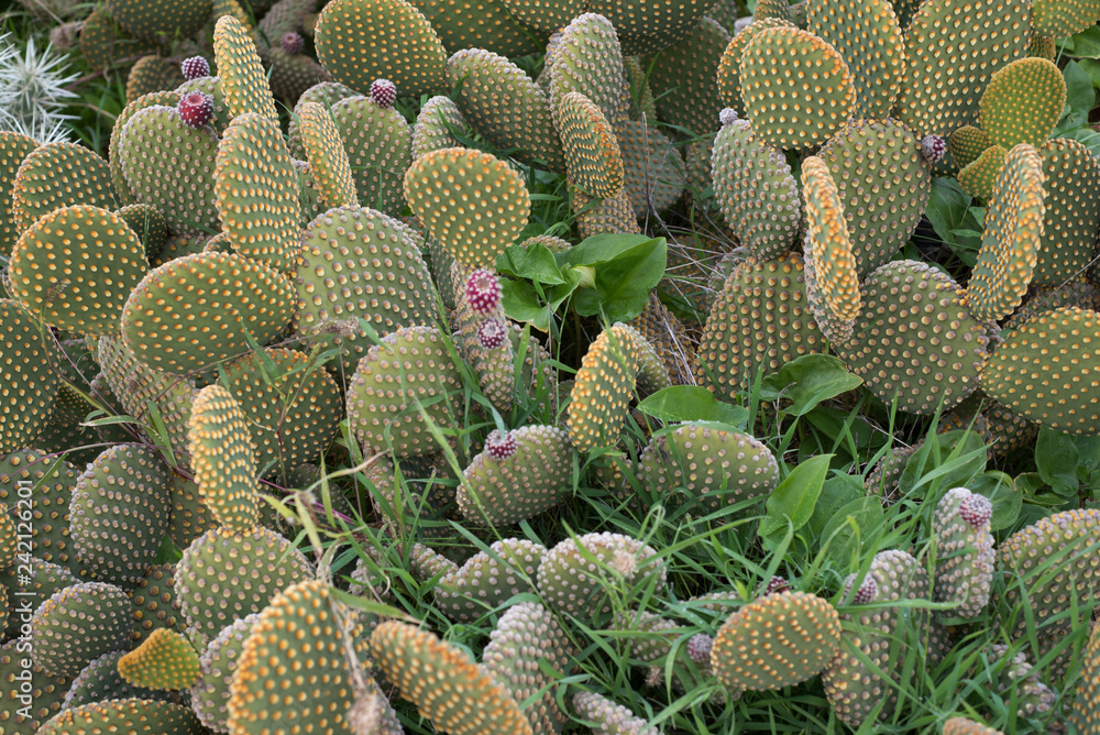 Cactus with pink flowers. Shooting in daylight. Cactus with pink flowers. Shooting in daylight.