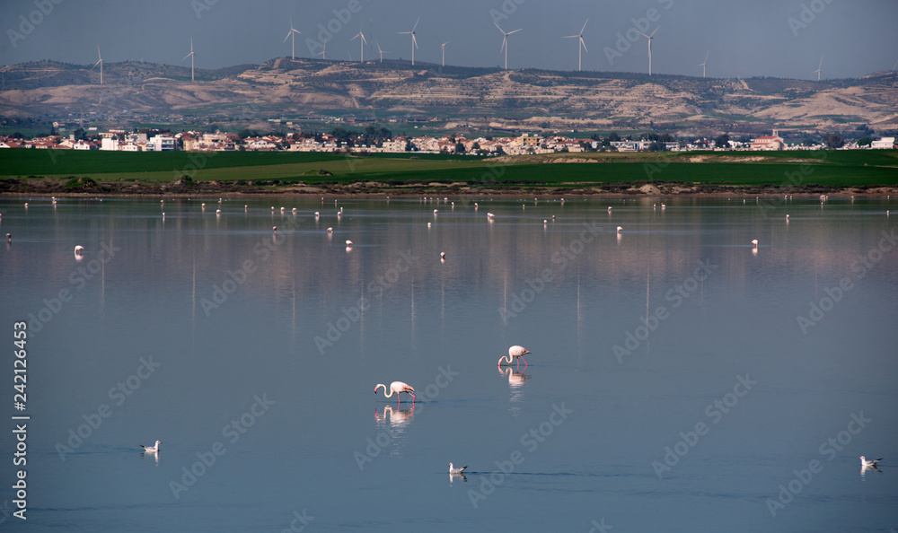 Pink flamingos (birds) on a salt lake. Larnaca, Cyprus. Winter landscape