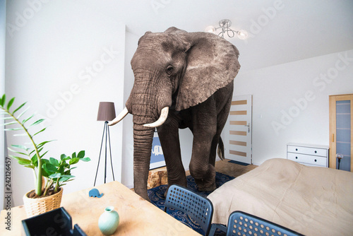 Canvas Print Elephant in the room