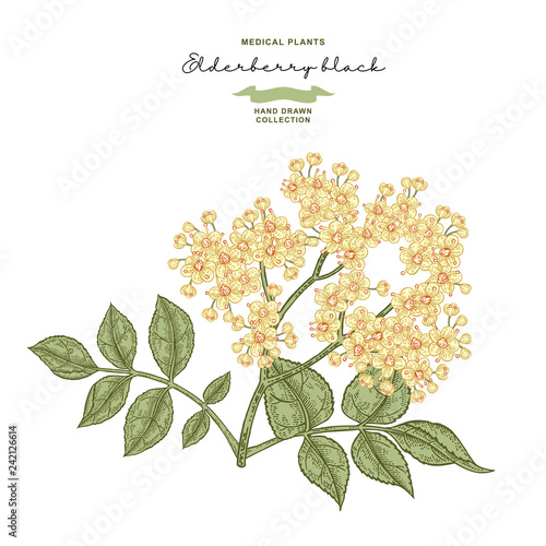 Elderflower branch isolated on white background. Hand drawn elder or sambucus with flowers and leaves. Vector illustration vintage.