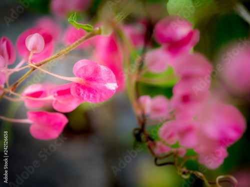 Pink Chain of Love Flowers Hanging