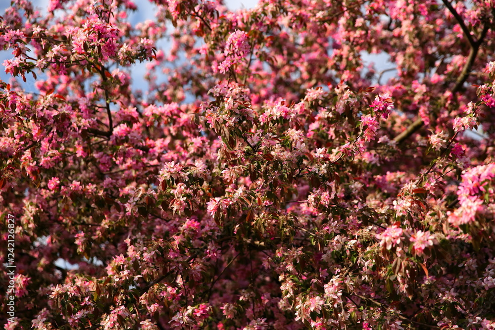 Beautiful flowers of decorative apple tree also called paradise apple tree on the blue sky tel. Beautiful flowers of decorative apple tree also called paradise apple tree on the blue sky tel.