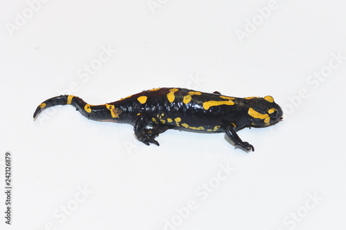 Salamander isolated on white