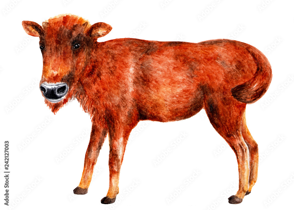 Young bison. Watercolor illustration.
Teen bison stands and looks at the camera. Illustration for design, decor. Young bison. Watercolor illustration.
Teen bison stands and looks at the camera. Illustration for design, decor.