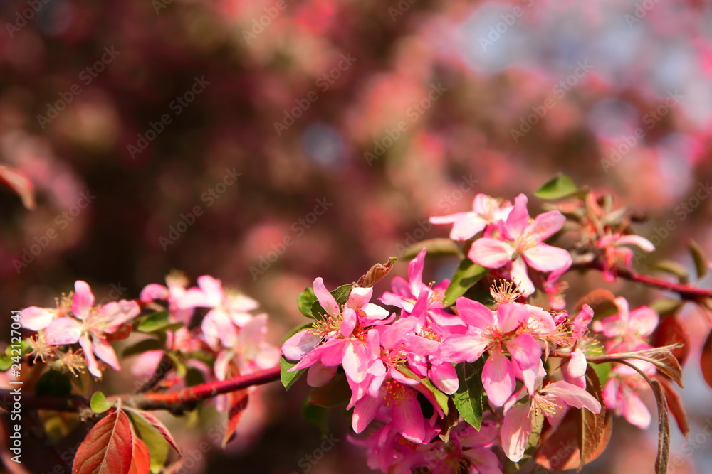Beautiful flowers of decorative apple tree also called paradise apple tree on the blue sky tel. Beautiful flowers of decorative apple tree also called paradise apple tree on the blue sky tel.