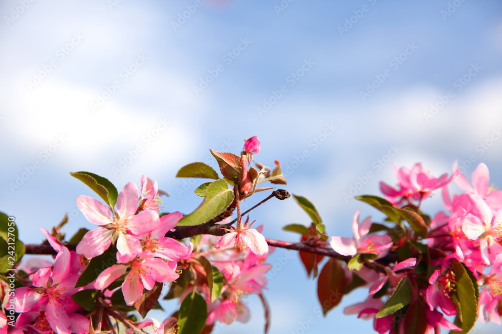 Beautiful flowers of decorative apple tree also called paradise apple tree on the blue sky tel. Beautiful flowers of decorative apple tree also called paradise apple tree on the blue sky tel.