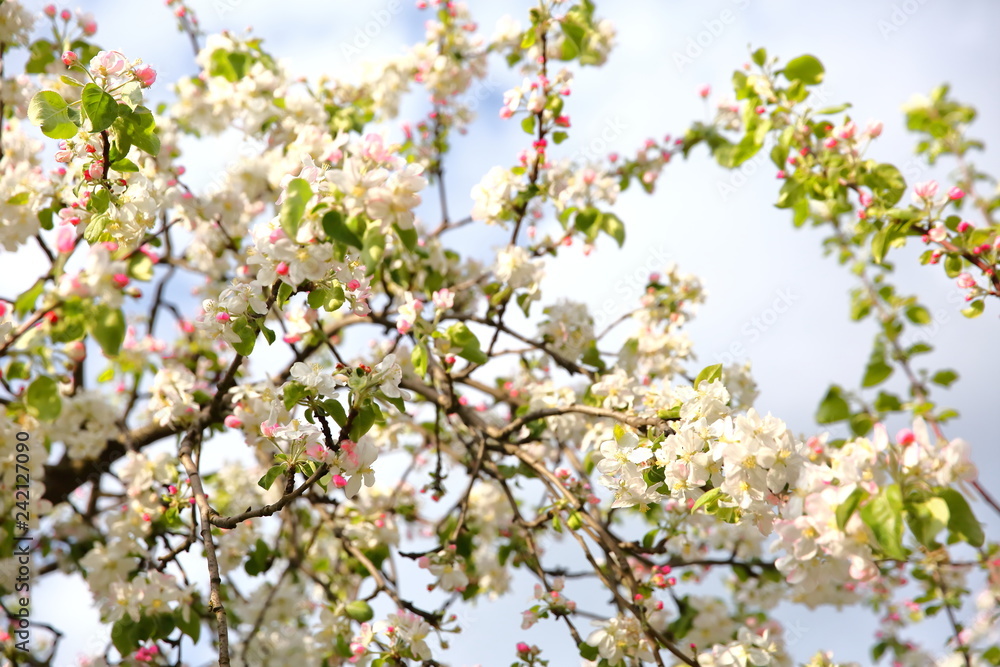 The old apple variety blossomed again in early spring.