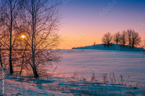 Winter rural landscape in the evening. Frosty weather. Trees on the field at sunset light