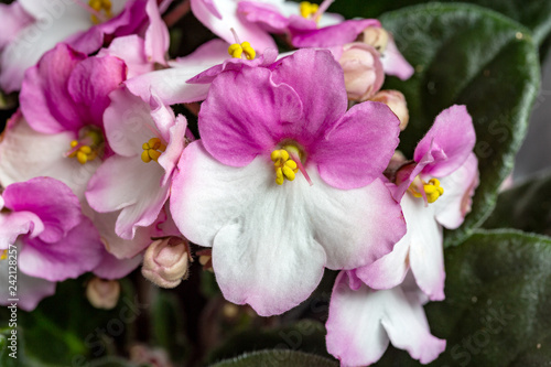Flowering Saintpaulias  commonly known as African violet. Selective focus.