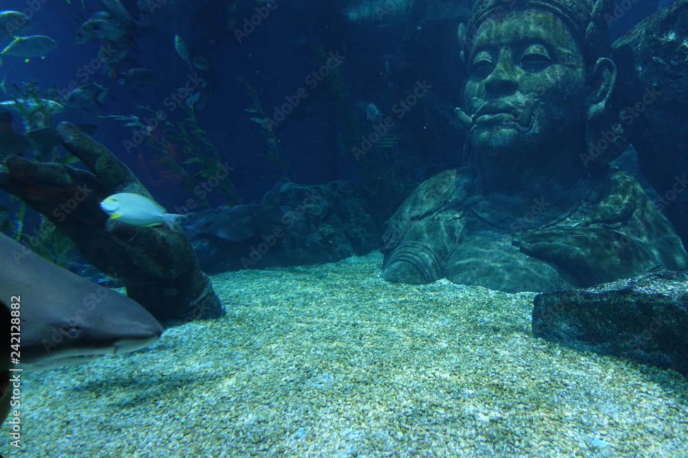 Fototapeta premium Fish and marine life