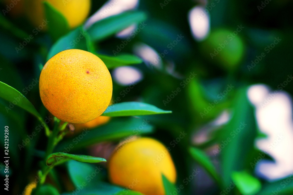 Kumquat or Citrus Japonica Thunb Orange on the tree.