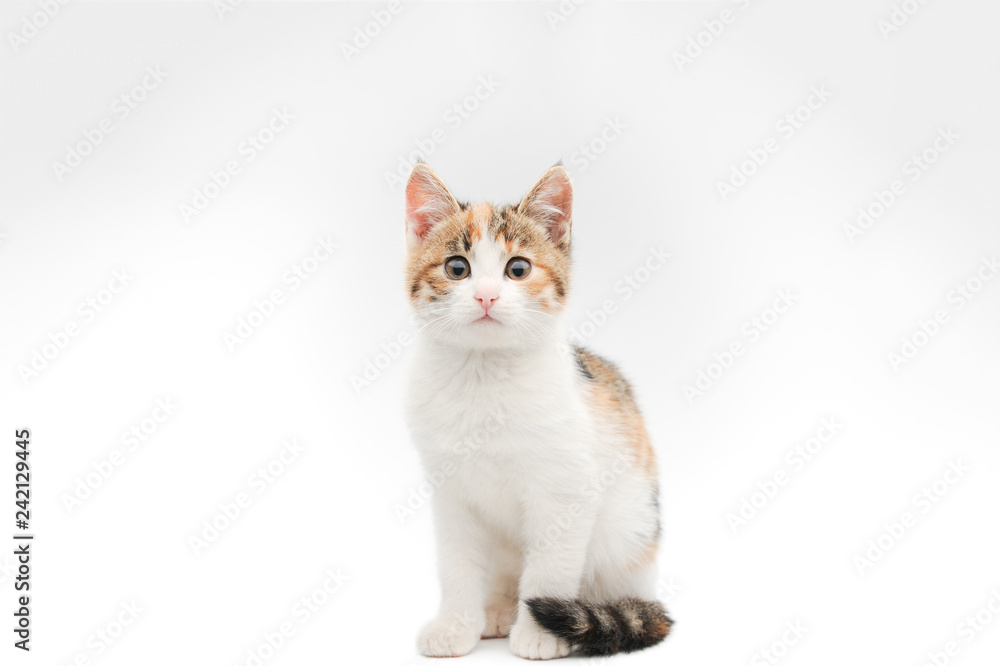 portrait of beautiful tricolor little pet cat kitty sitting on white background in studio