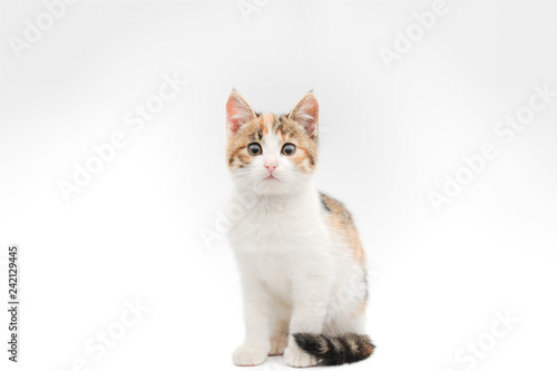 portrait of beautiful tricolor little pet cat kitty sitting on white background in studio