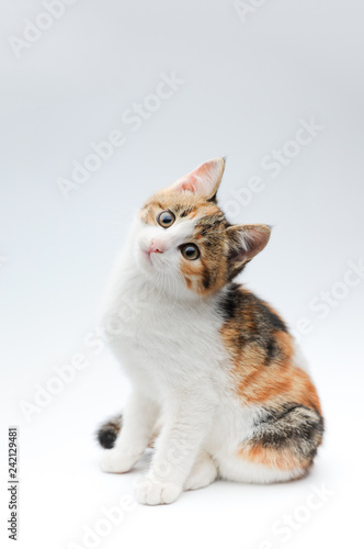 portrait of pretty tricolor little pet cat kitty sitting on white background in studio with copy space