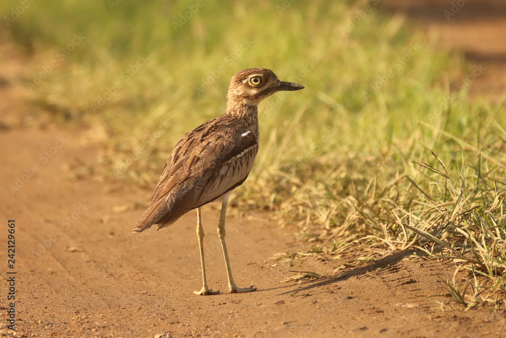 Obraz premium Birds of South Africa - Water Thick-Knee