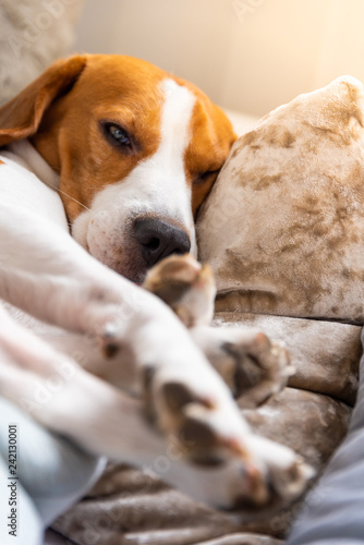 Dog tired sleeps on a couch. Lazy Beagle on sofa.