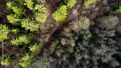 Schleswig Holstein Wald mit Drohne 