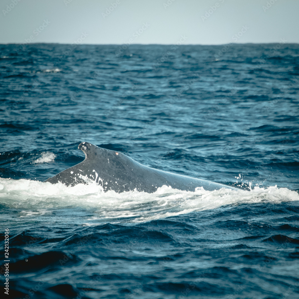 Humpback whale diving down into the Indian Ocean Humpback whale diving down into the Indian Ocean