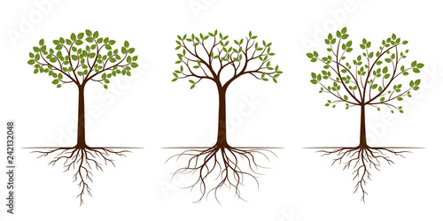 Green Spring Trees with Leaves. Vector Illustration.