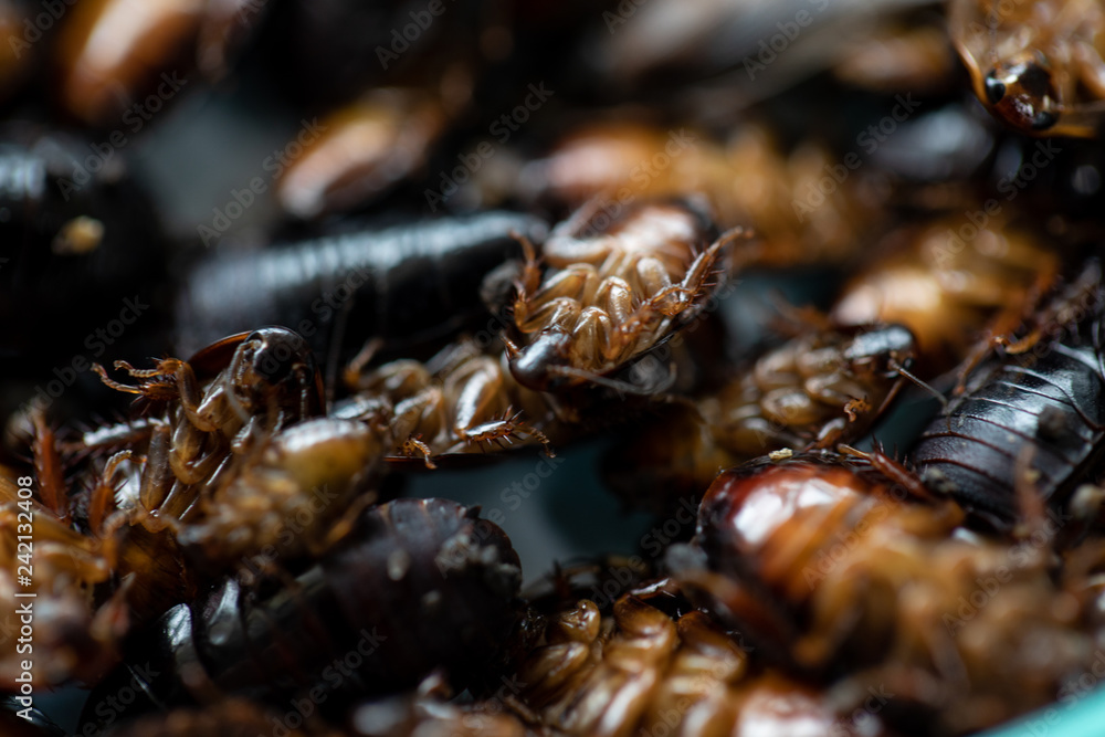Close-up cockroach isolated for study parasites in laboratory. Close-up cockroach isolated for study parasites in laboratory.