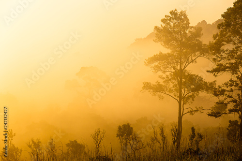 Pinus mugo - It is also known as creeping pine  dwarf mountain pine  mugo pine