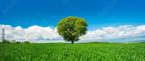 Panorama of Solitary Tree in Green Field under Blue Sky