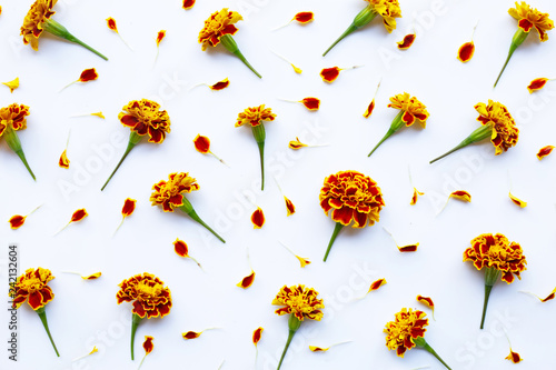 Beautiful red yellow marigold flowers on white