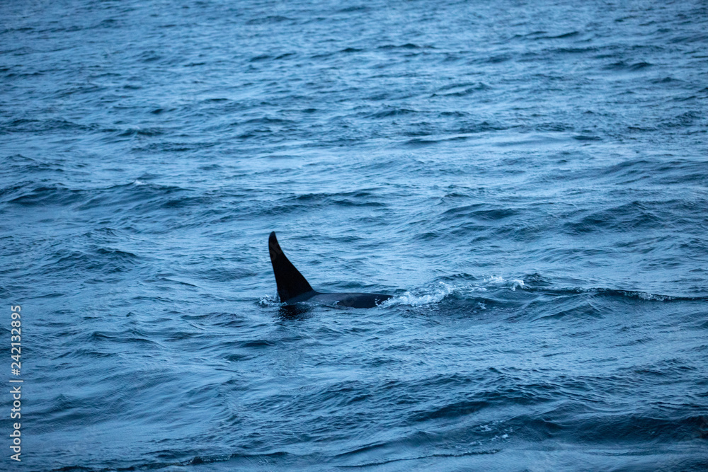 Fototapeta premium Trømso, Nordnorwegen | Polar-Kreuzfahrten