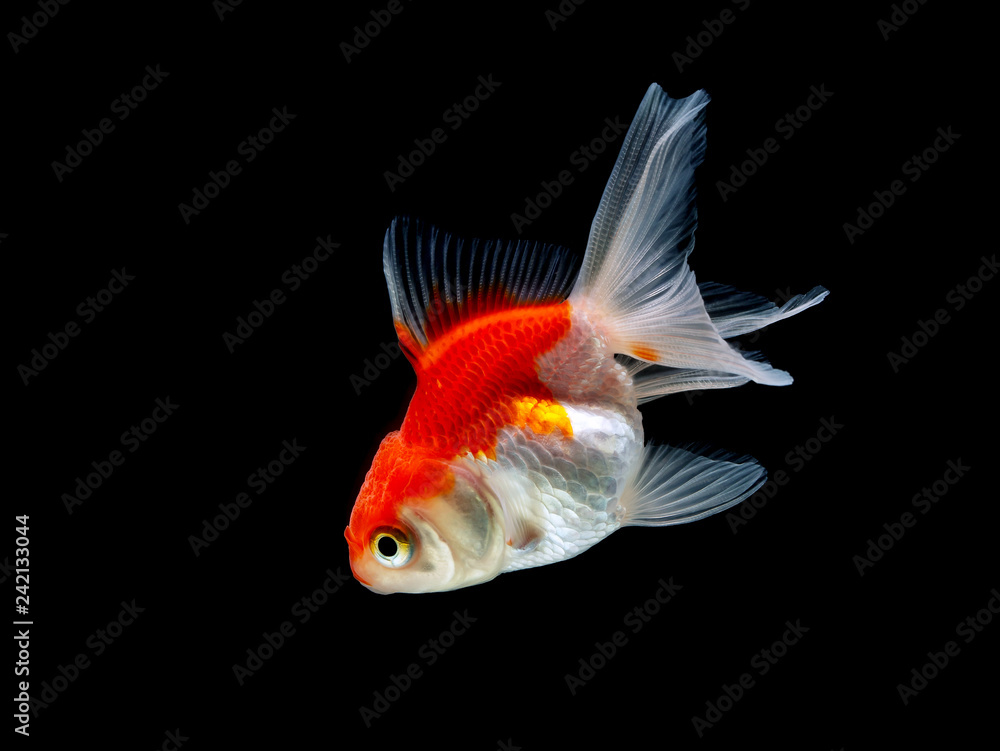 goldfish isolated on a dark black background goldfish isolated on a dark black background