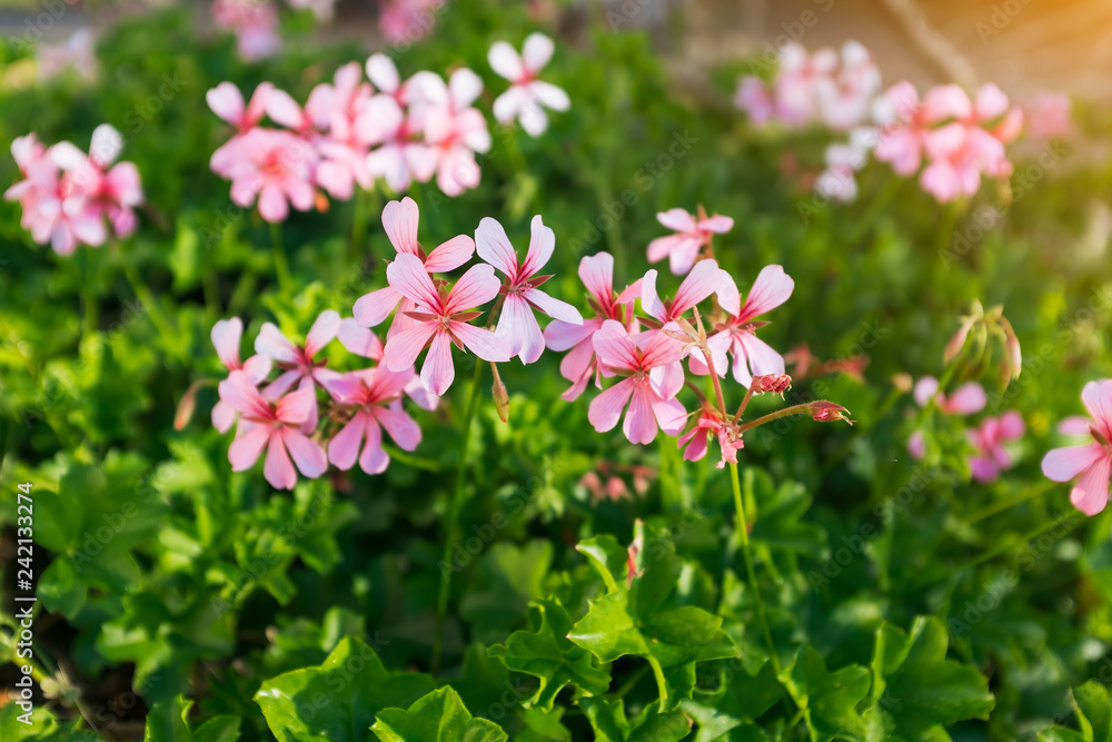 Closeup of geranium macrorrhizum, crane's bill in bloom among green spring foliage Closeup of geranium macrorrhizum, crane's bill in bloom among green spring foliage