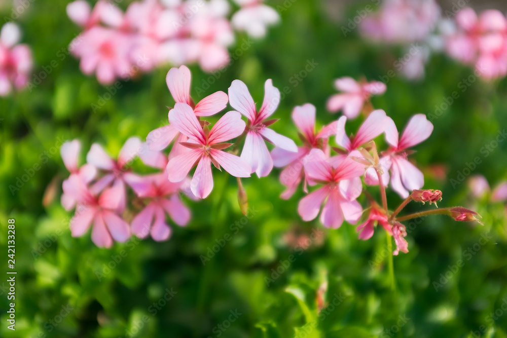 Closeup of geranium macrorrhizum, crane's bill in bloom among green spring foliage Closeup of geranium macrorrhizum, crane's bill in bloom among green spring foliage