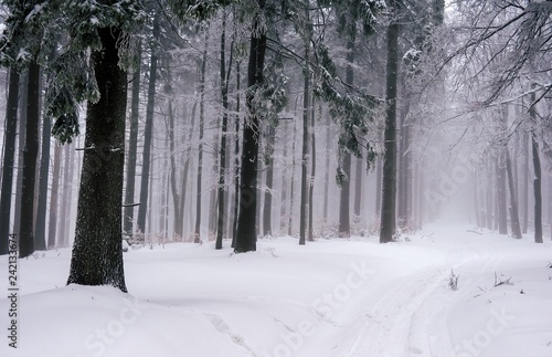 dark tree in winter © Kamil