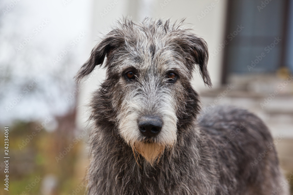 Dog breed irish wolfhound portrait on nature Dog breed irish wolfhound portrait on nature